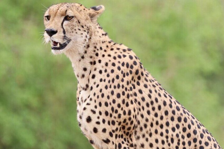 A cheetah with black spots on its light tan fur, standing in a natural setting with greenery in the background. 3