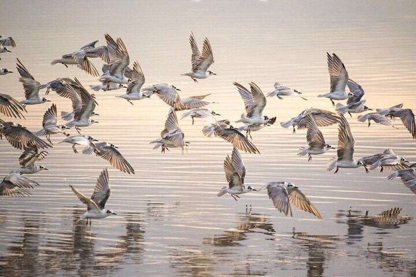 A flock of birds flying over a body of water. 4