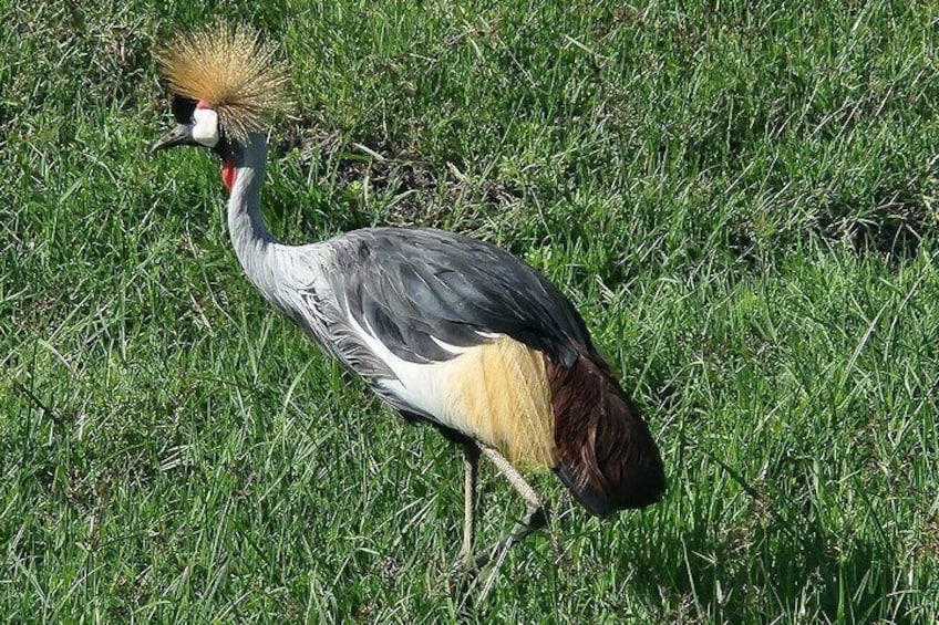 A bird with a distinctive crest and a red beak standing on grass. 5