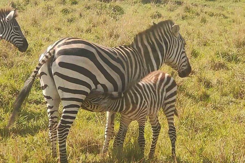 Una cebra con un potrillo en un campo cubierto de hierba. 3