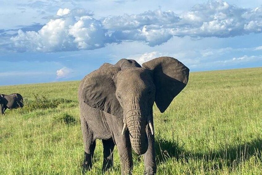 Un campo cubierto de hierba con un elefante en primer plano y otro al fondo. 5