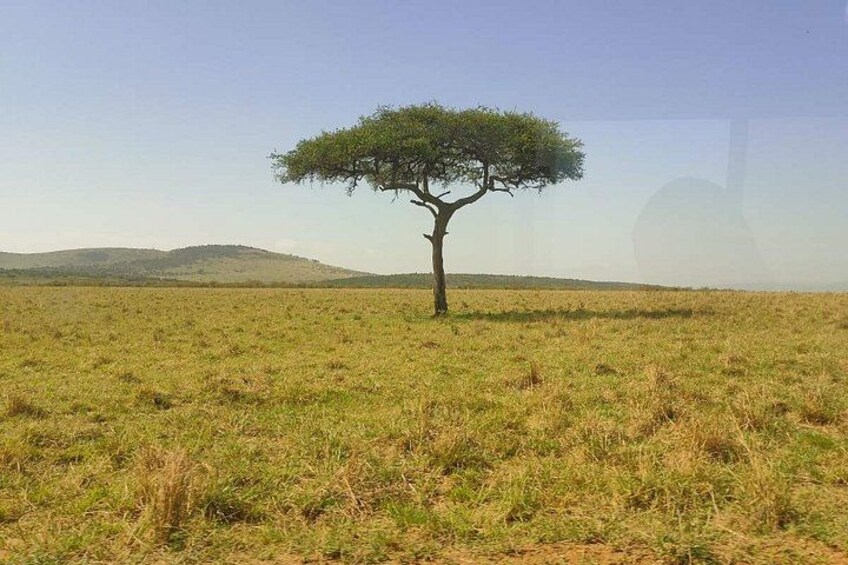 Un paisaje de sabana con un solitario árbol de acacia. 2
