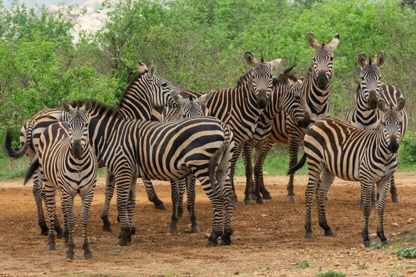 2 Day Tsavo East National Park Safari from Diani Beach 3