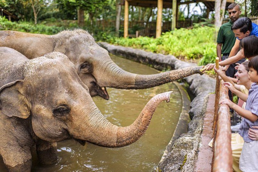 Des éléphants près d’une étendue d’eau, des personnes les nourrissent. 1