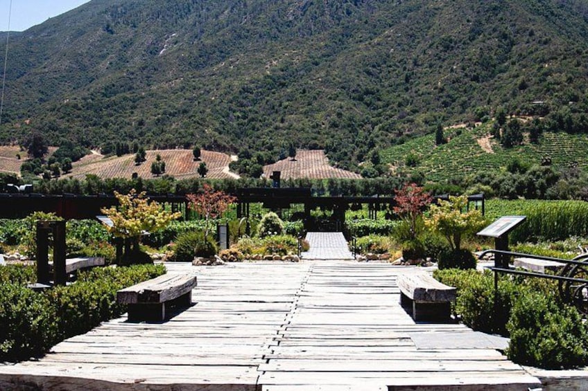 Valley of Colchagua Montes Vineyard and Maquis Vineyard 3