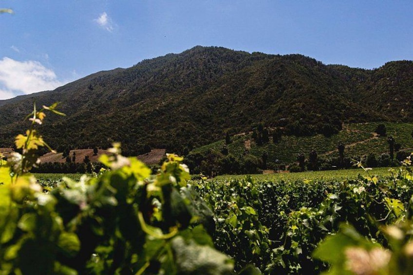 Valley of Colchagua Montes Vineyard and Maquis Vineyard 5