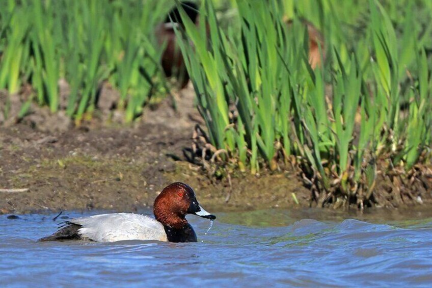 A duck swimming in water with green vegetation in the background. 5