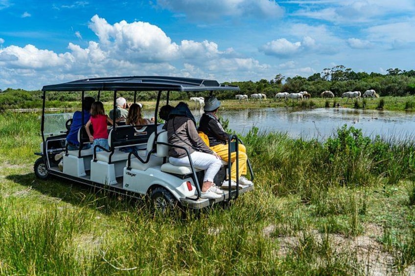Camargue Electric Car Safari in a Nature Reserve 1
