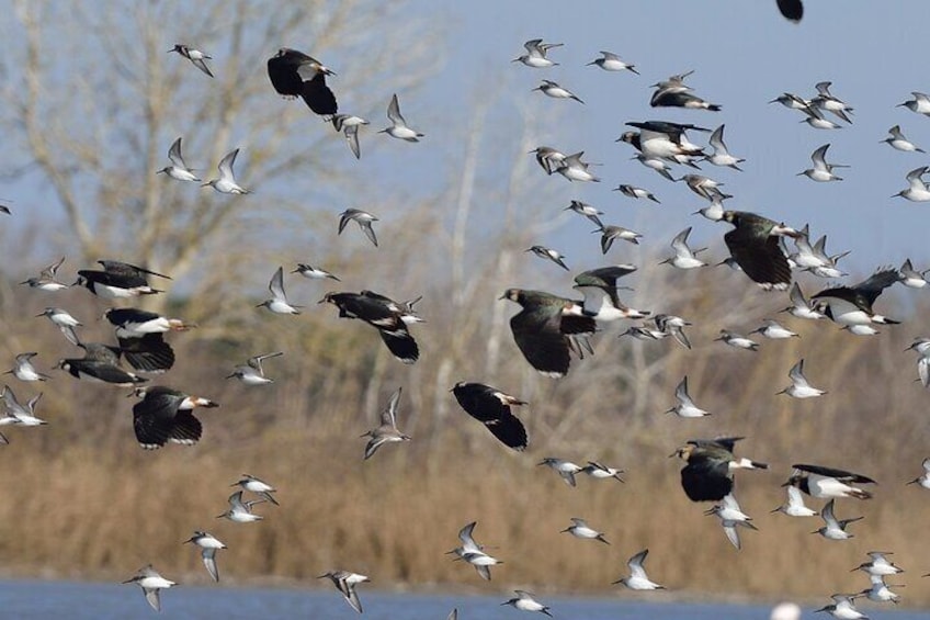 A flock of birds flying over a body of water with trees in the background. 3