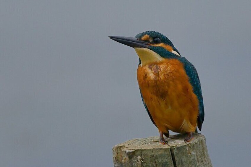 A kingfisher perched on a wooden post. 2