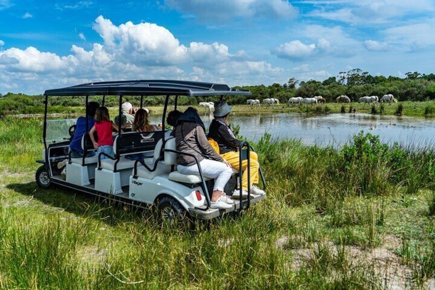 A golf cart with passengers on a grassy area near a body of water. 1
