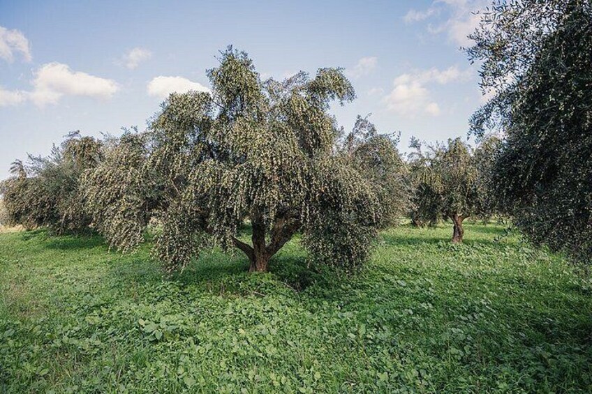 Een olijfboomgaard met bomen en een grasveld. 5