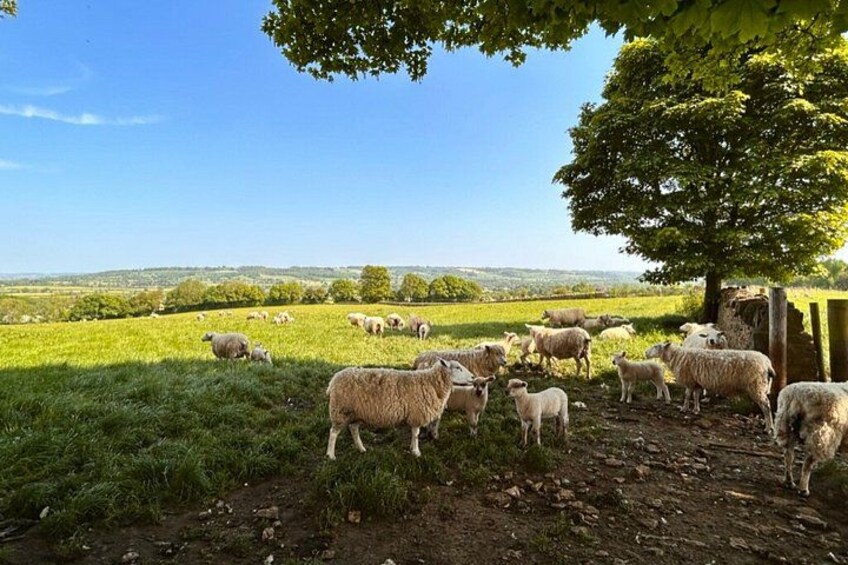 Private Cotswolds Day Tour from London: Customizable Experience 3