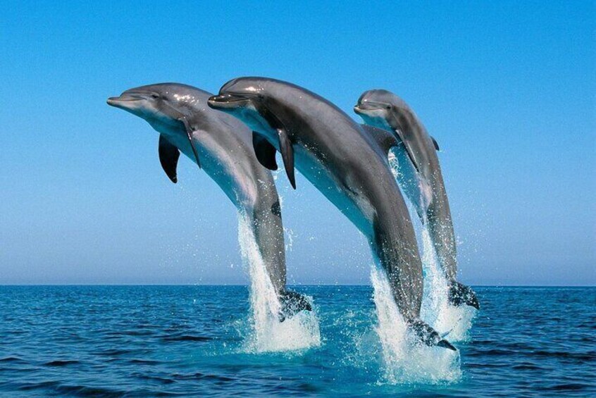 Dolphins leaping out of the water in a clear blue ocean. 4