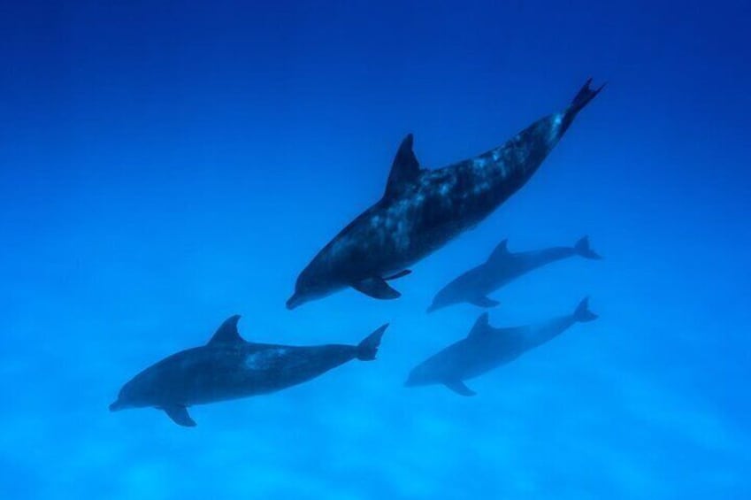 A group of dolphins swimming in clear blue water. 5
