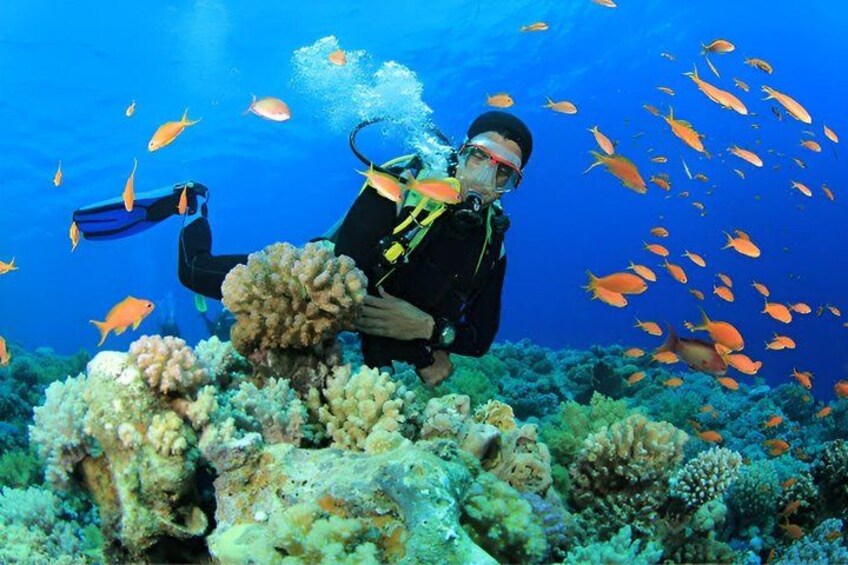 Un buceador rodeado de arrecifes de coral y bancos de peces. 4