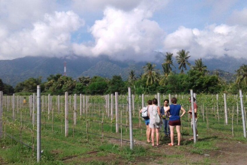 Un grupo de personas de pie en un viñedo, con un paisaje montañoso al fondo. 3