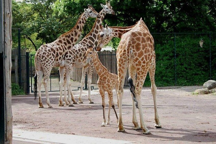 Nairobi Airport Layover to City Highlight and Giraffe Centre Tour 5