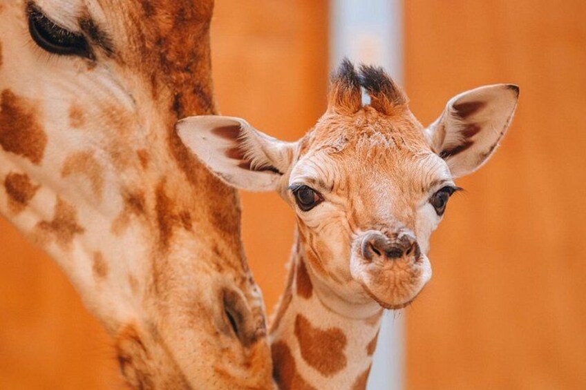 Nairobi Airport Layover to City Highlight and Giraffe Centre Tour 4