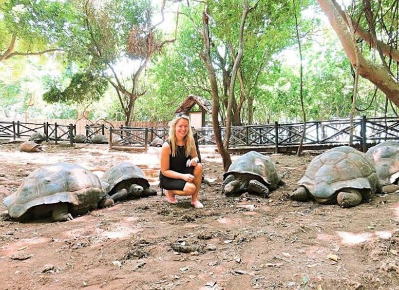 A person crouching near large tortoises in a fenced enclosure with trees in the background. 4