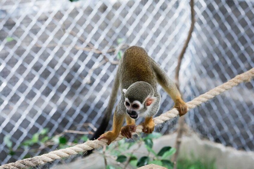 Smile with Amber Cove Monkeys and Tayno Bay Cruise port 2