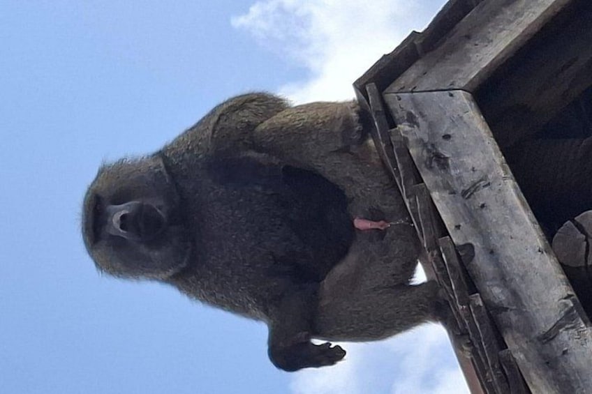 A gorilla standing on a wooden platform with a clear blue sky in the background. 2