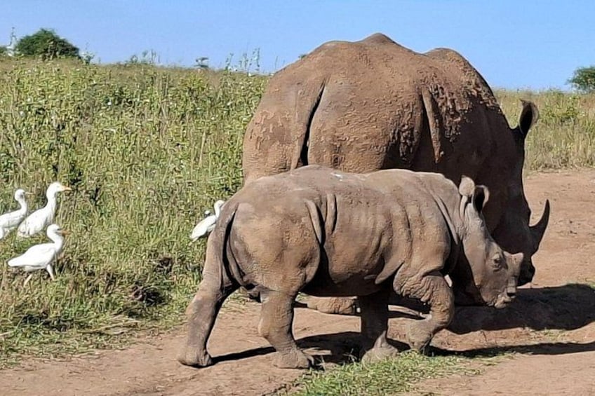A large rhinoceros and a smaller one grazing in a field with white birds nearby. 4
