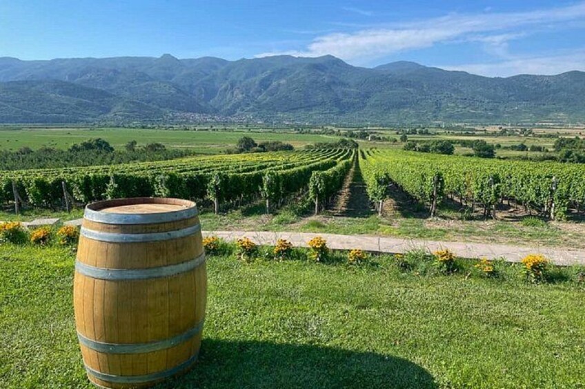 Un vignoble avec des rangées de vignes, une barrique en bois et des montagnes en arrière-plan. 3
