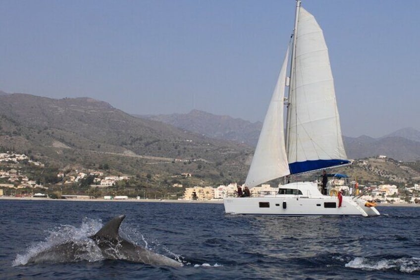 A sailboat on calm waters with a dolphin jumping near it. 5