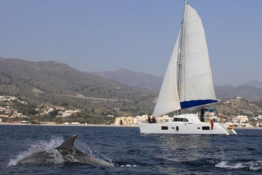 Bottlenose dolphins 4