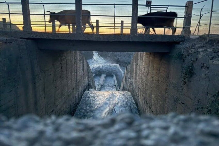Un pont enjambant un canal, avec des vaches sur le pont et un mur de béton de chaque côté. 1