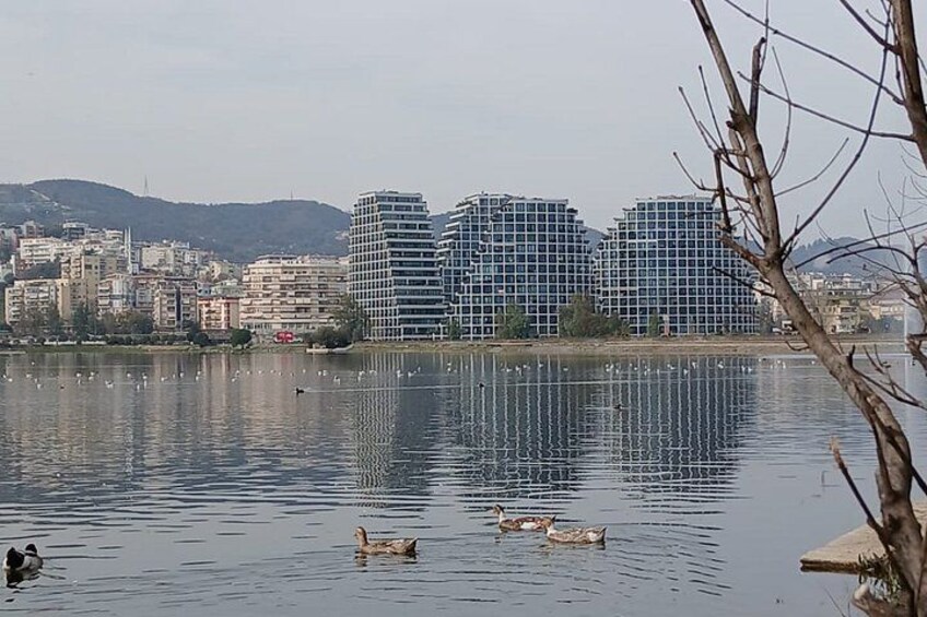 A lake with ducks, a tree branch, and modern buildings in the background. 3