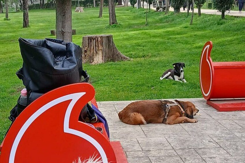 A dog lying on a paved area in a park with grass and trees in the background. 4
