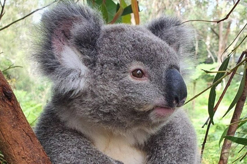 Hunter Valley Truly Private Wildlife and Wine Tour 3
