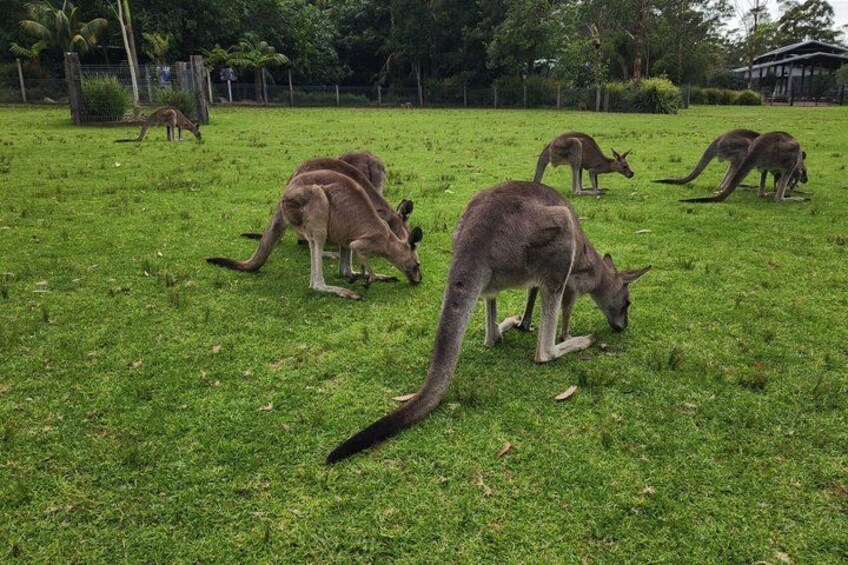 A grassy field with several kangaroos grazing. 2