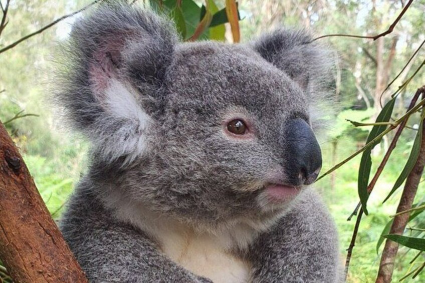 A koala resting in a eucalyptus tree. 3