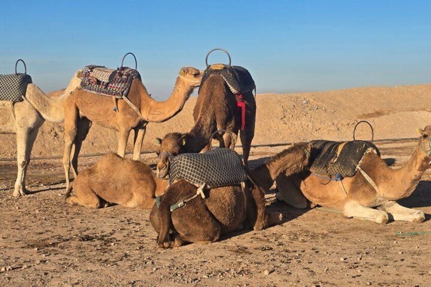 Cammelli con selle in un deserto. 2
