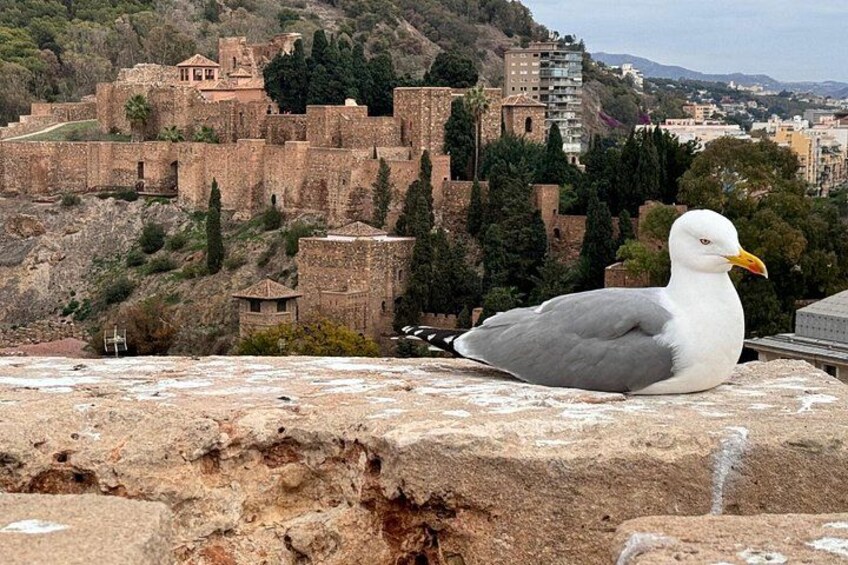 Private Guided Tour to Málaga from Nerja 3