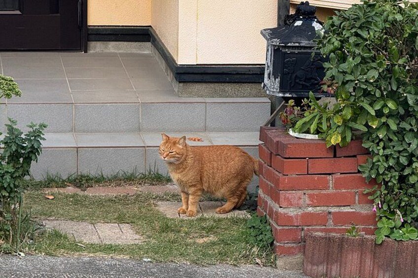 Een rode kat zit op een grasveldje naast een bakkenplanter van baksteen met een zwarte brievenbus. 2