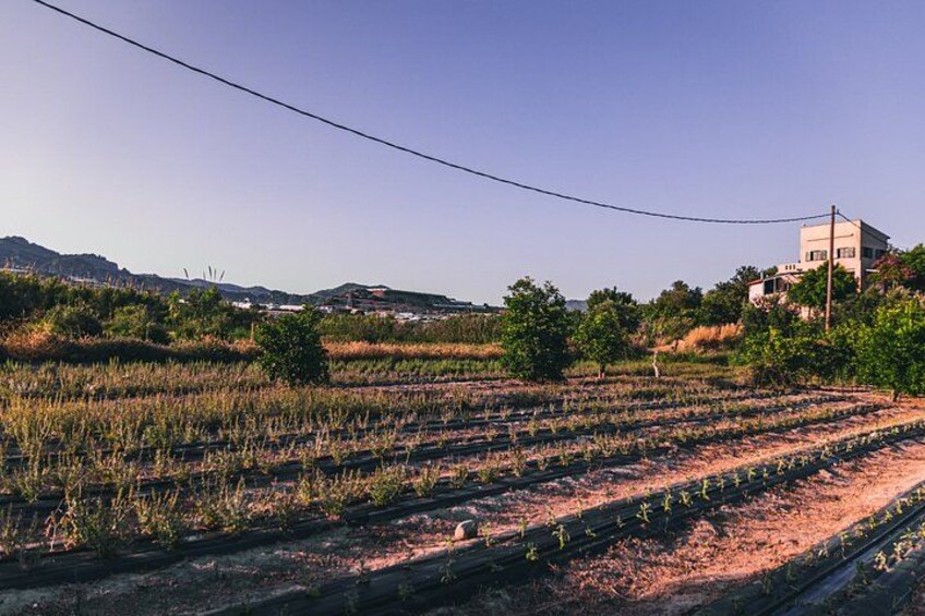A rural landscape with agricultural fields, a clear sky, and a building in the distance. 4