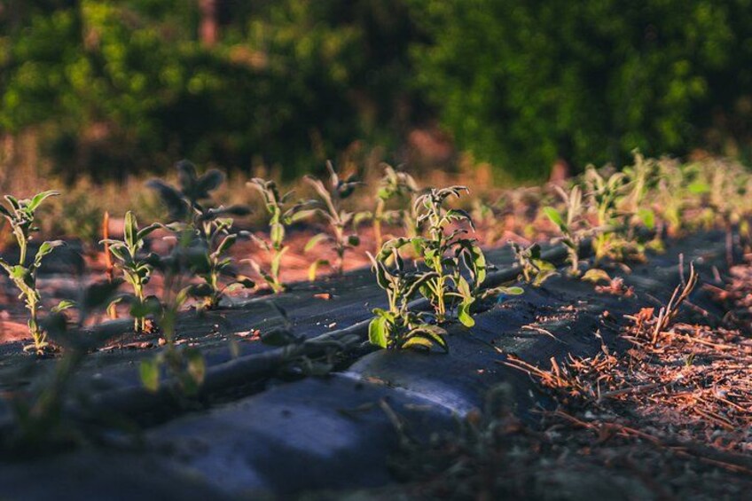 Young plants growing in a garden bed with a blurred background of trees. 5