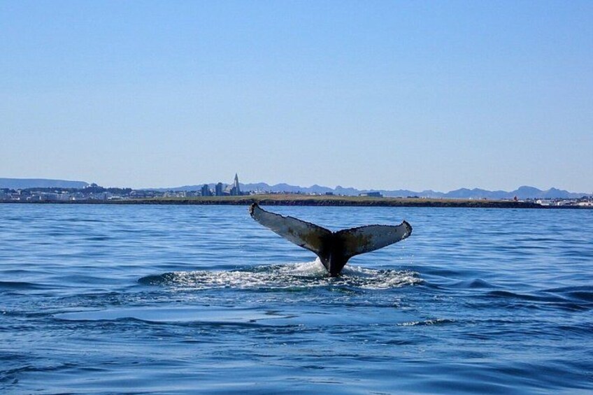Ein Walrücken ragt aus dem Wasser, im Hintergrund ist eine Stadtansicht zu sehen. 4