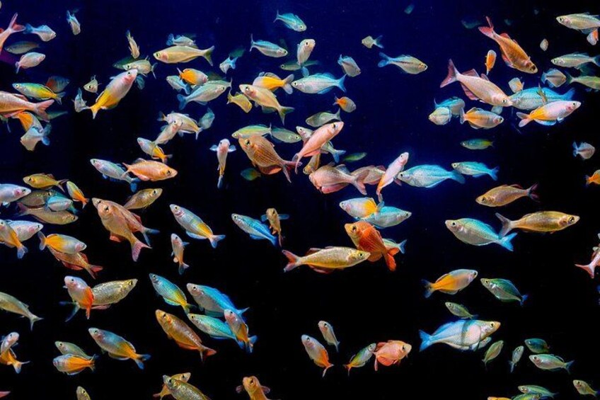 Ein Fischschwarm schwimmt in einer dunklen Unterwasserlandschaft. 2