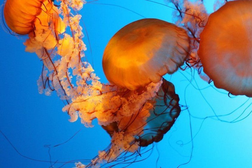 A jellyfish with a translucent bell and trailing tentacles against a blue background. 4