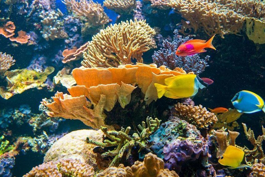 Vancouver Aquarium Admission Ticket 2