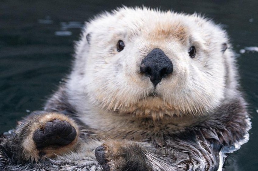Vancouver Aquarium Admission Ticket 3