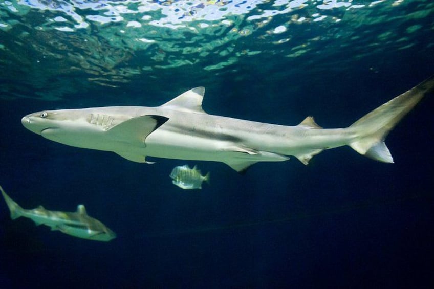 Ein großer Hai schwimmt unter Wasser, in der Nähe ein kleiner Fisch. 3