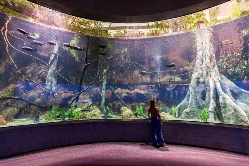 Een groot aquarium met een boomstructuur en daarin zwemmende vissen. 2