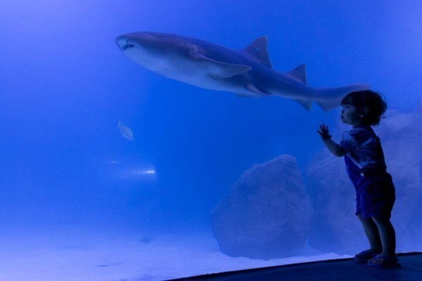 Een kind kijkt naar een haai in een aquarium. 5