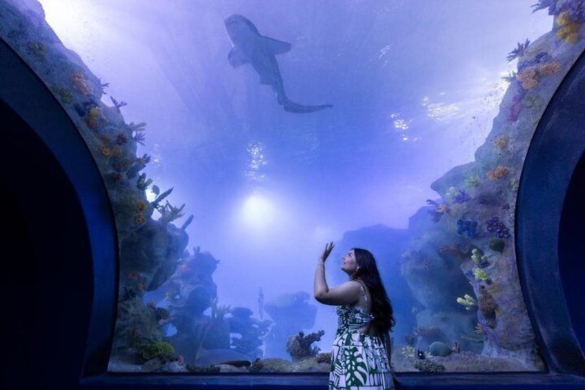 Iemand bekijkt een aquarium waarin een grote haai zwemt. 4